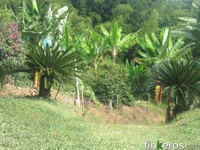 VEREDA BOSQUE BAJO - Finca en Caicedonia, Valle del Cauca